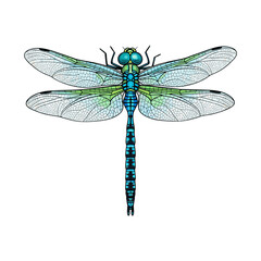 Vektor dragonfly isolated on white