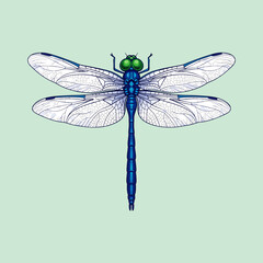 Vektor dragonfly isolated on white