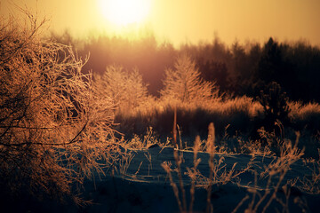 Frosty winter sunny morning with dry grass in hoarfrost.