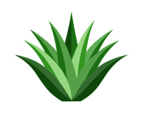 vector of a full aloe vera plant with thick fleshy leaves and serrated edges, realistic shading, isolated on white background
