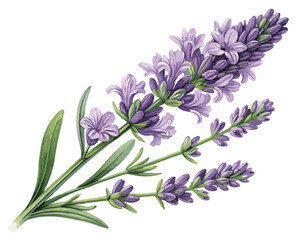 Obraz premium vector of a lavender sprig with blooming purple flowers and green stem, detailed petal structure, isolated on white background 