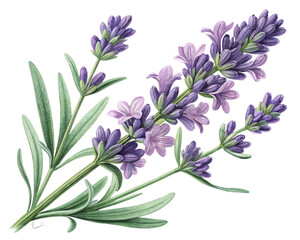 vector of a lavender sprig with blooming purple flowers and green stem, detailed petal structure, isolated on white background

