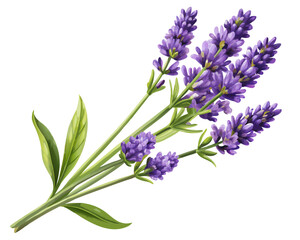 vector of a lavender sprig with blooming purple flowers and green stem, detailed petal structure, isolated on white background
