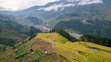 Golden rice terraces in Mu Cang Chai, Vietnam, curve across hillsides under a dramatic sky, showcasing a breathtaking agricultural landscape.