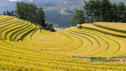 Golden rice terraces at Mu Cang Chai, Vietnam, form beautiful curves, dotted with a small hut and framed by trees.