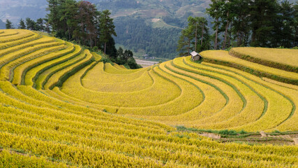 Golden rice terraces in Mu Cang Chai, Vietnam, curve across hillsides under a dramatic sky, showcasing a breathtaking agricultural landscape.