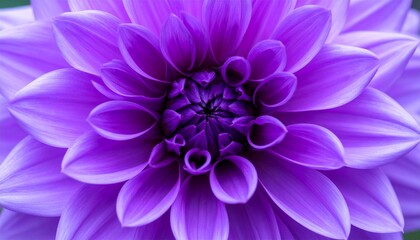 Fototapeta premium Close up of purple aster.