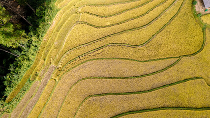 Golden rice terraces in Mu Cang Chai, Vietnam, curve across hillsides under a dramatic sky, showcasing a breathtaking agricultural landscape.