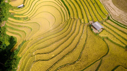 Golden rice terraces at Mu Cang Chai, Vietnam, form beautiful curves, dotted with a small hut and framed by trees.
