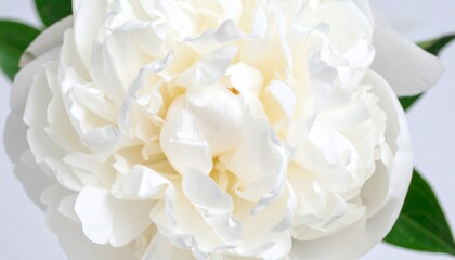 Fototapeta premium White flower close up.