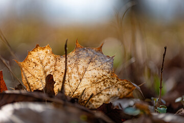 Backlit dry maple leaf decaying on forest floor in autumn