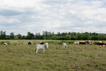 Obraz premium Cows grazing on dry grass pasture on a farm in summer cattle in field 