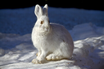 white rabbit on the snow