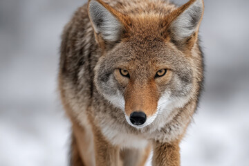 Fototapeta premium minimalistic portrait of rare mammal emphasizing its captivating eyes against clean ultrabright background