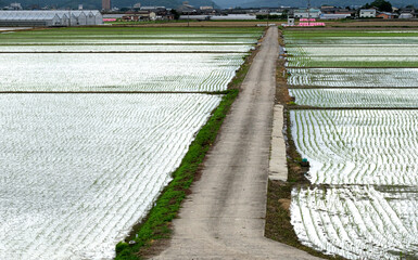 田植えが終わった風景