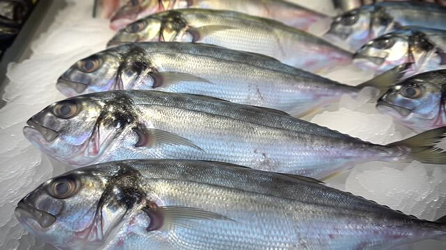 Row of whole, silver fish on crushed ice, heads facing forward