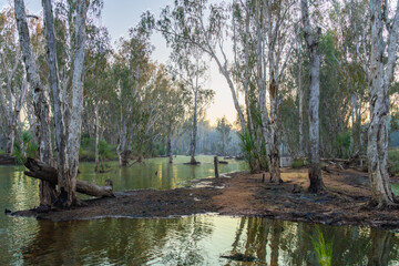 Morning light filtered through eucalyptus trees to river water below