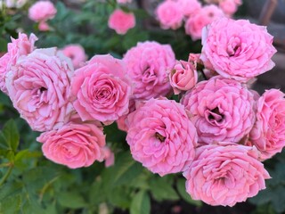 Obraz premium bouquet of pink roses