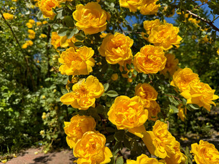 Yellow roses climbing bush in summer flower garden