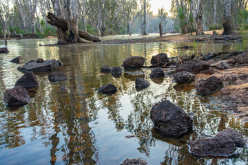 Morning light filtered through eucalyptus trees to river water below and stony foreground
