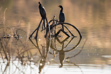 Groupe de cormorans perchés sur un arbre mort