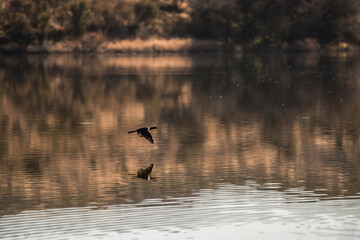 Cormoran en vol au ras des flots