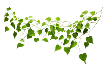 Obraz premium Leaves, vines separated on transparent background