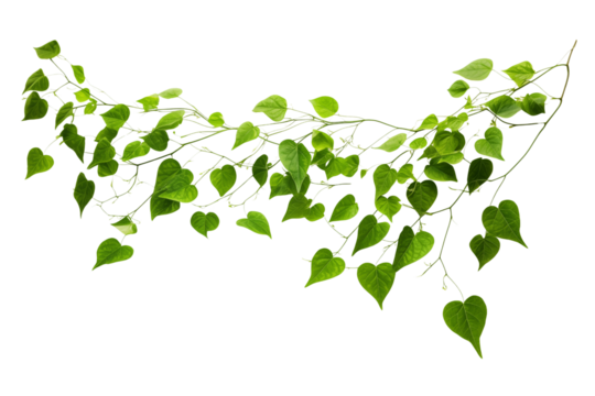 Leaves, vines separated on transparent background