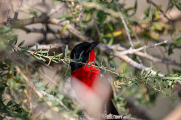 Gonolek rouge et noir perché dans un arbre