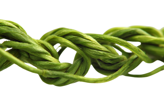vines separated on transparent background