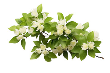 Realistic bouquet of white flowers isolated on transparent background.