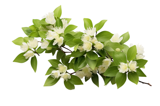Realistic bouquet of white flowers isolated on transparent background.
