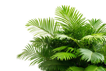 Realistic palm leaf isolated on transparent background