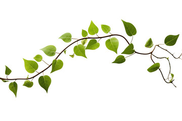 Obraz premium Realistic vine isolated on transparent background