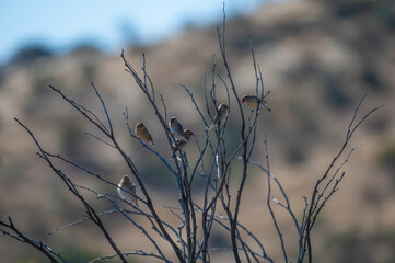 Travailleur à bec rouge perchés sur un arbre