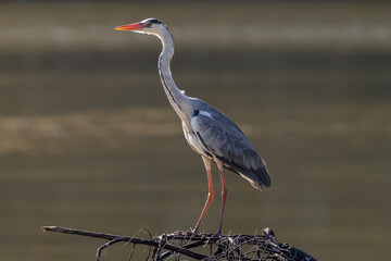 Héron cendré perché sur un arbre mort sur les rives d'un lac