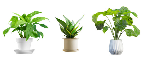 Elegant collection of popular potted houseplants, including peace lily, snake plant, and calathea,...