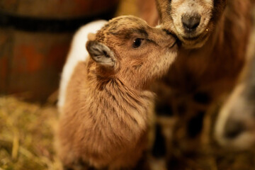 baby goat with mom
