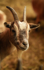 portrait of a goat