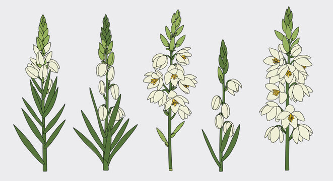 Vector Illustration of Yucca Flower &ndash; White Flor de Izote Botanical Drawing Isolated on White Background