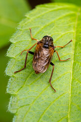 Eine Stinkfliege in der Draufsicht auf einem grünen Blatt sitzend