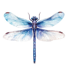 Dragonfly, watercolor clipart vector, isolated on a white background.