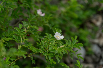 Pink flower of wild rose and green leaves outdoors in nature. 
