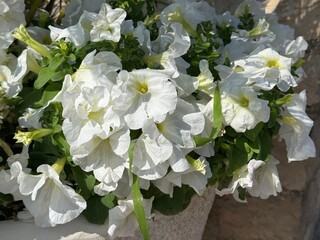 White petunia blooms in flower pot.