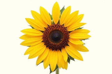 single sunflower with green leaves on a white background