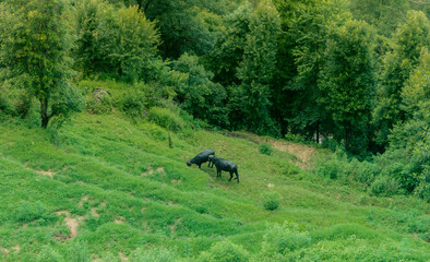 Sundarijal-Dhapdam-Chisapani (Hiking Trail)