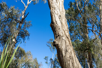 Tall tree towering above back-lit by sun with sunburst and lens flare