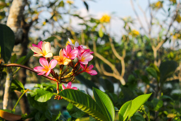 Pink frangipani flowers with blurred background