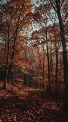 Fototapeta premium Misty and atmospheric forest with a sense of depth