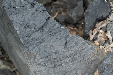Part of a fossil embedded in stone outdoors in nature. 

